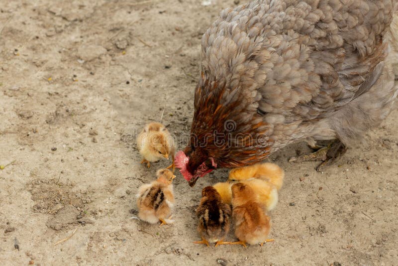 Chicken Mommy Offspring Stock Photo 554697004