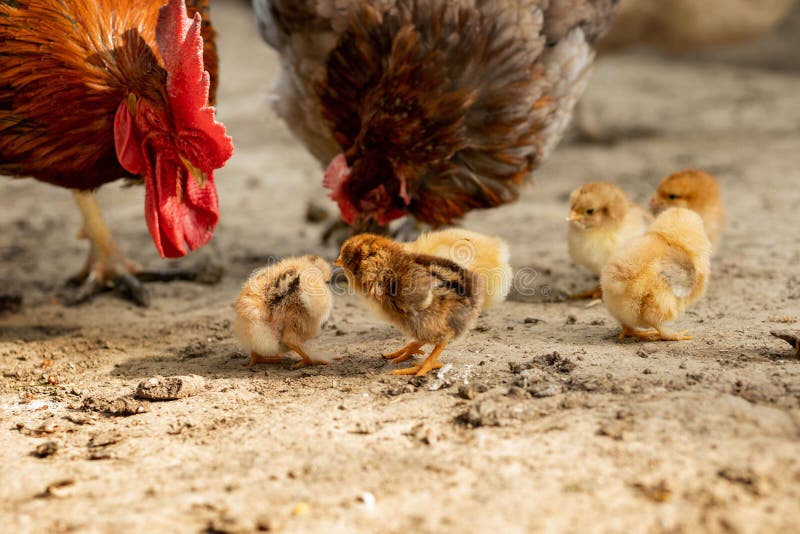 https://thumbs.dreamstime.com/b/closeup-mother-chicken-its-baby-chicks-farm-hen-chickens-188676746.jpg