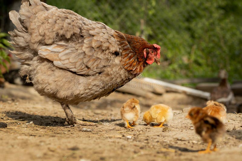 https://thumbs.dreamstime.com/b/closeup-mother-chicken-its-baby-chicks-farm-hen-chickens-189456799.jpg