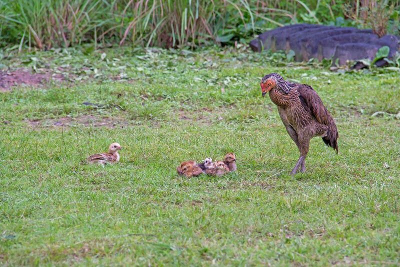 Closeup of a mother chicken with its baby chicks in grass