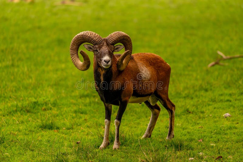 Mouflon in the green field