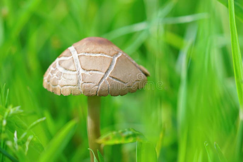 Closeup on a mower&x27;s mushroom, Panaeolina foenisecii emering in the lawn isolated