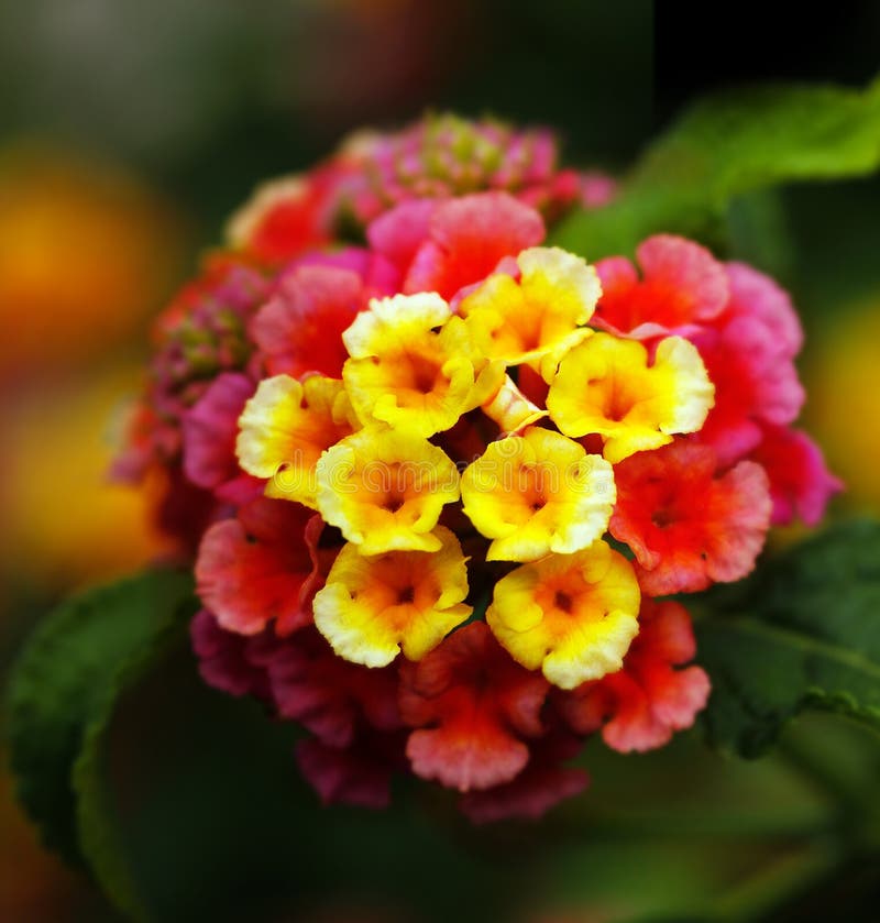 Closeup of multi colored lantana flowers