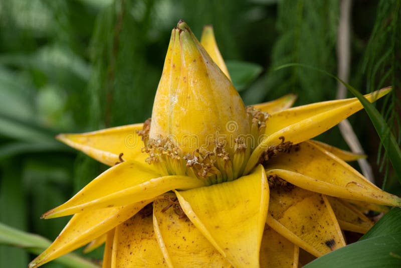 Golden Lotus Banana, Ensete Lasiocarpum/ Chinese Dwarf Banana Stock Image -  Image of member, lotus: 155307091