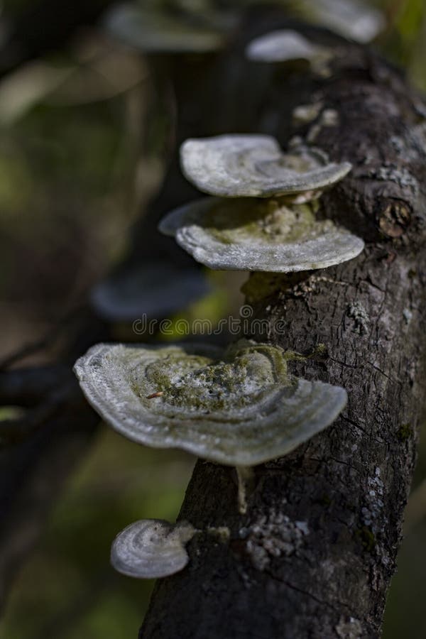 Closeup of Mushrooms Growing on Tree Branches Stock Photo Image of