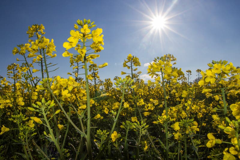Closeup of Mustard Seed Plant Stock Photo Image of mustard, field