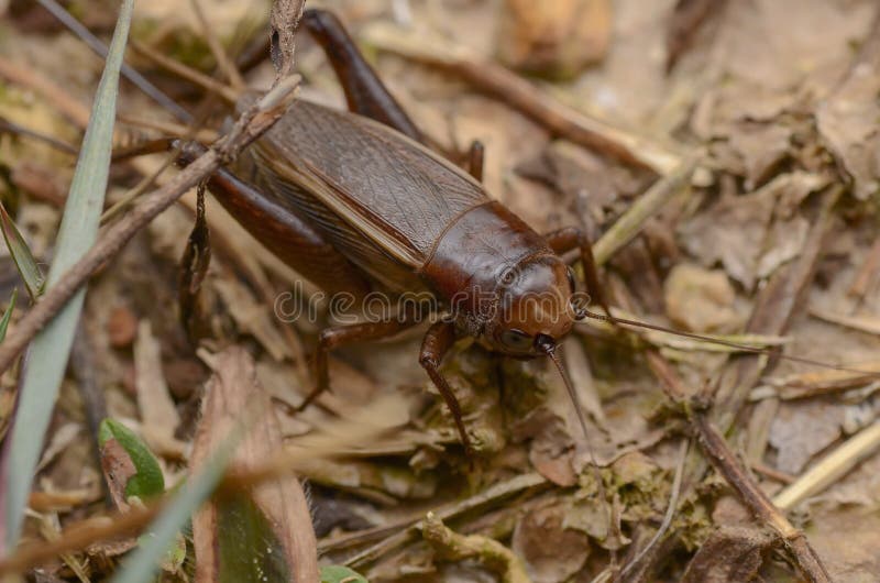 Closeup nature cricket stock image. Image of animal - 186818907