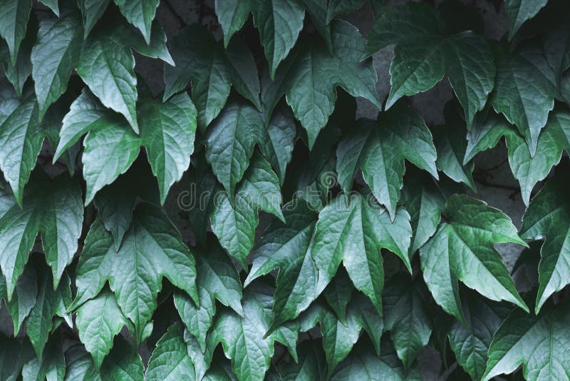 Closeup nature view of green creative layout royalty free stock photos