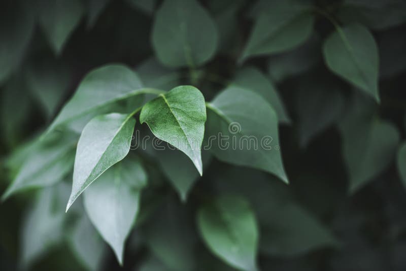 Closeup nature view of green creative layout stock photography