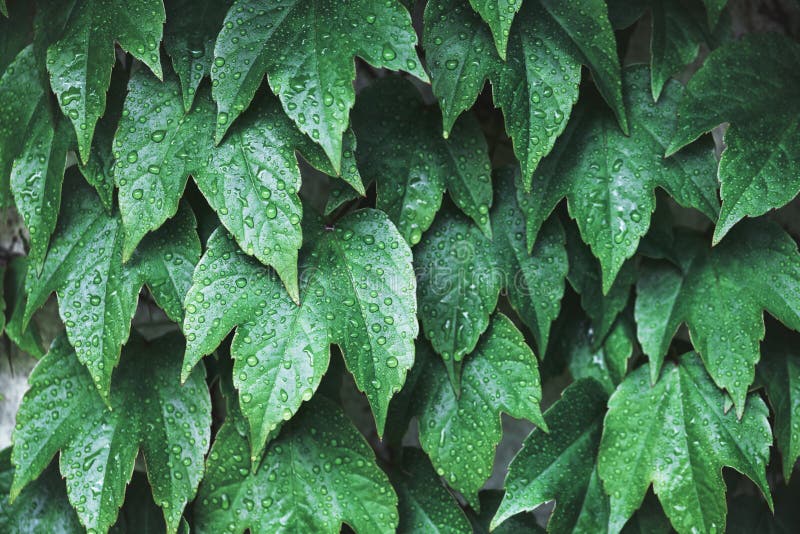 Closeup nature view of green creative layout stock photo