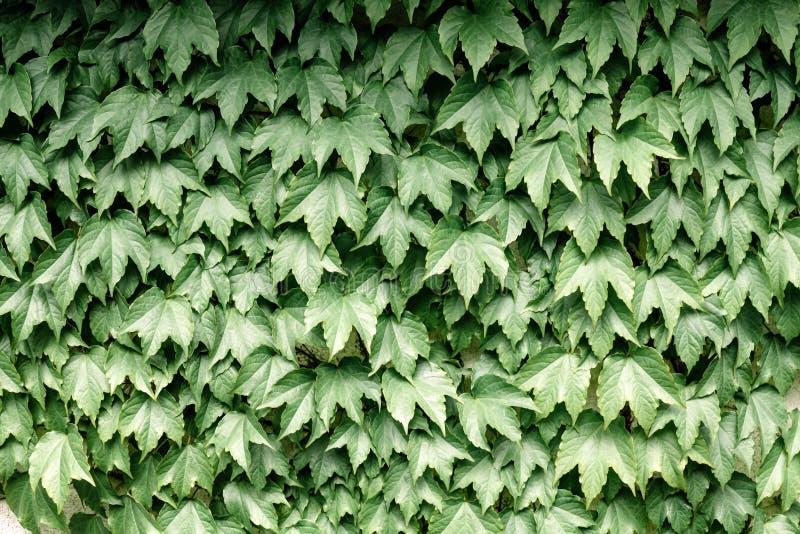 Closeup nature view of green creative layout stock photo