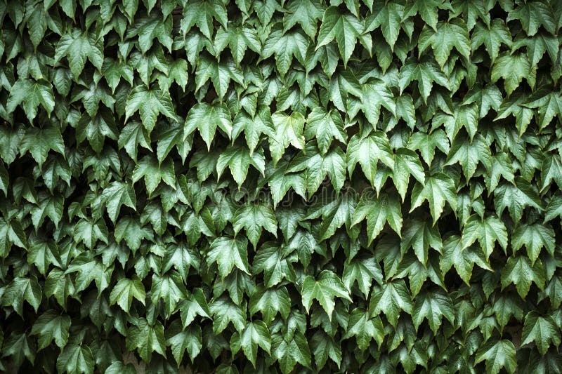 Closeup nature view of green creative layout stock photos