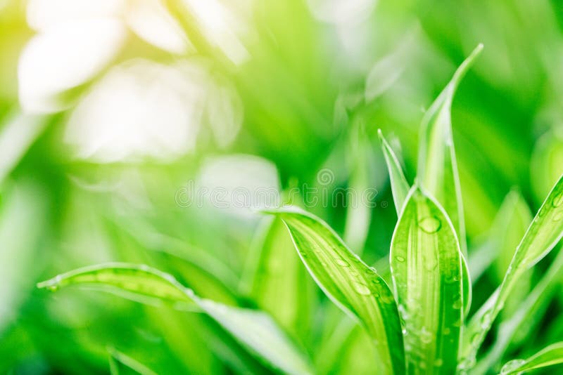 Closeup nature view of green leaf on blurred greenery background royalty free stock photos Closeup nature view of green leaf on blurred greenery background royalty free stock photos