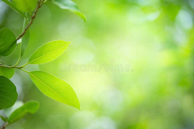 Beautiful nature view of green leaf on blurred greenery background in  garden with copy space using as background natural green leaves plants  landscape ecology fresh wallpaper concept  Stock Image  Everypixel