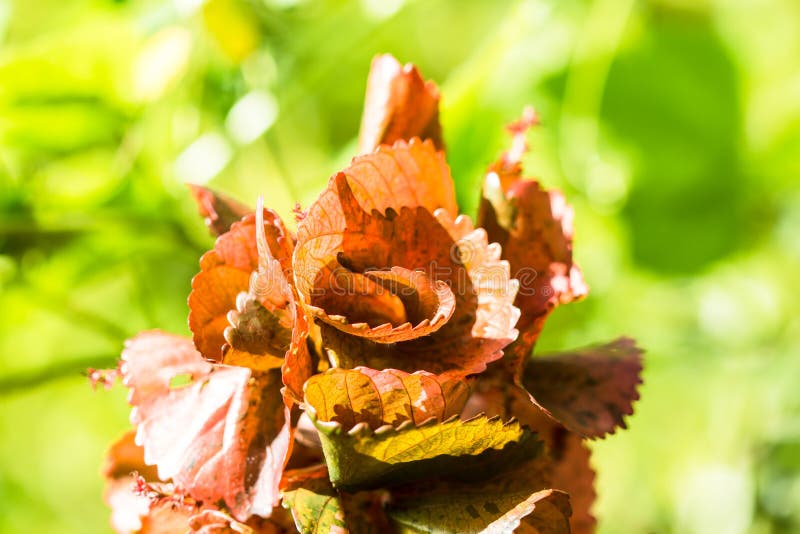 Closeup nature view of Red leaf texture on green blurred background in garden with copy space using as background natural greener stock photo Closeup nature view of Red leaf texture on green blurred background in garden with copy space using as background natural greener stock photo