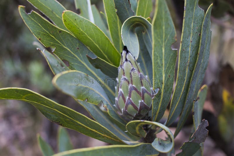 Closeup of a new bloom of the Protea stock photography Closeup of a new bloom of the Protea stock photography