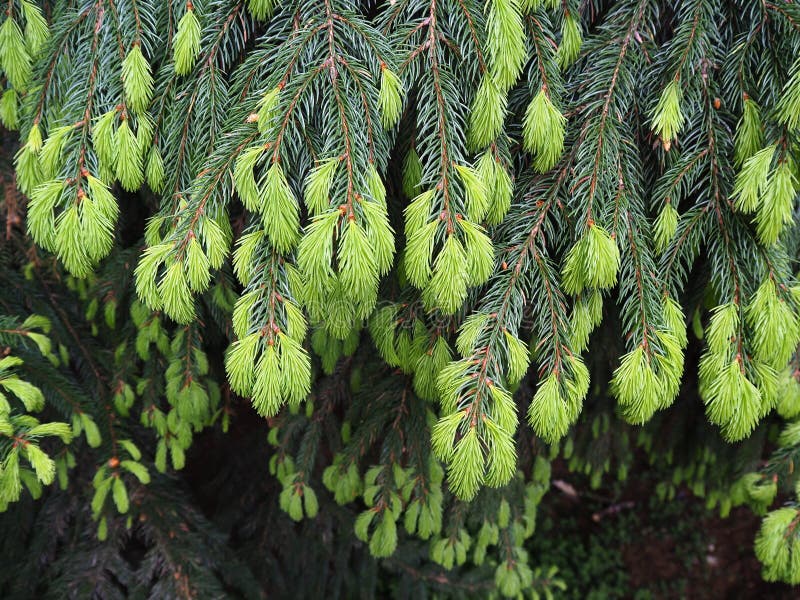 New Spring Growth on the Branches of a Pine Tree Stock Photo Image of