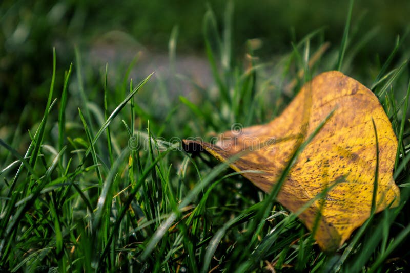 Closeup of a nice golden leaf lying on green gras in a garden.. royalty free stock photography Closeup of a nice golden leaf lying on green gras in a garden.. royalty free stock photography