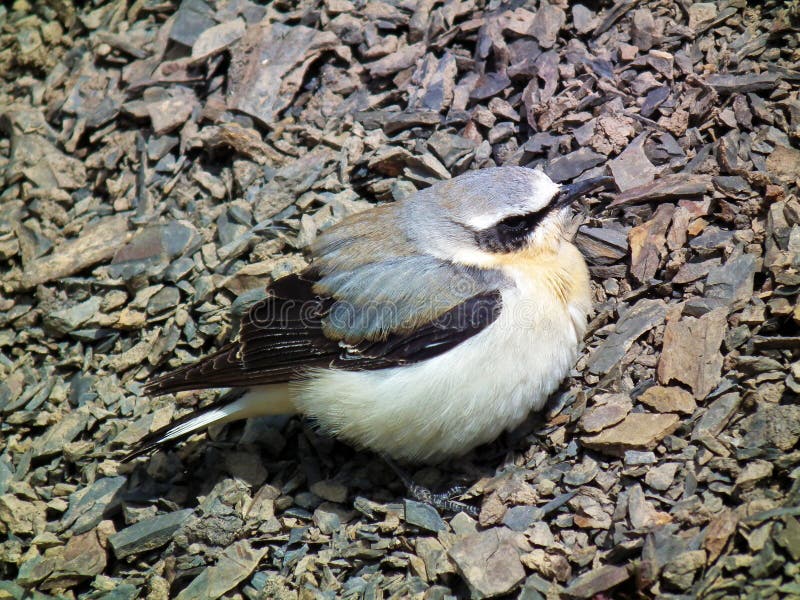 The northern wheatear or wheatear Oenanthe oenanthe