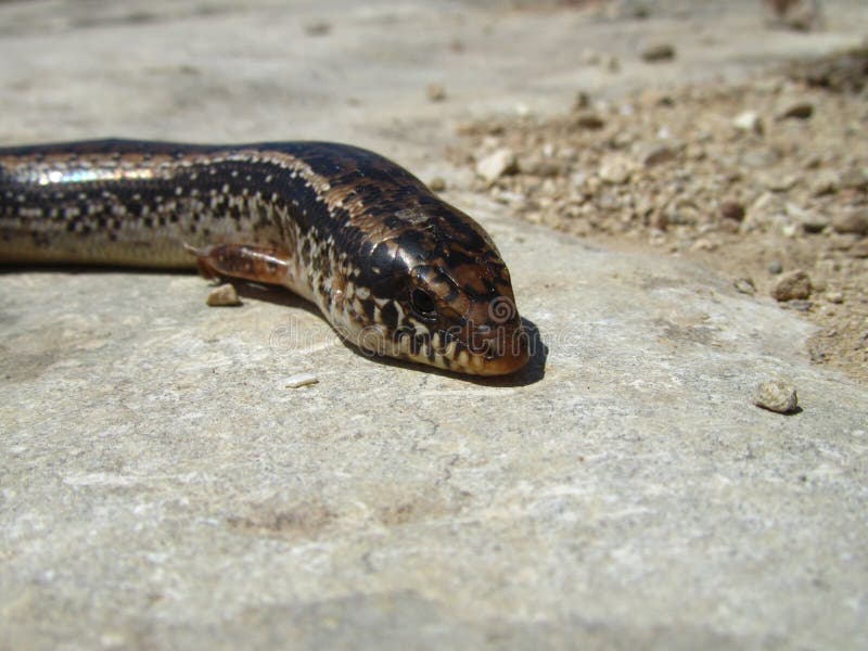 Playboyda ukrainalik ayollar