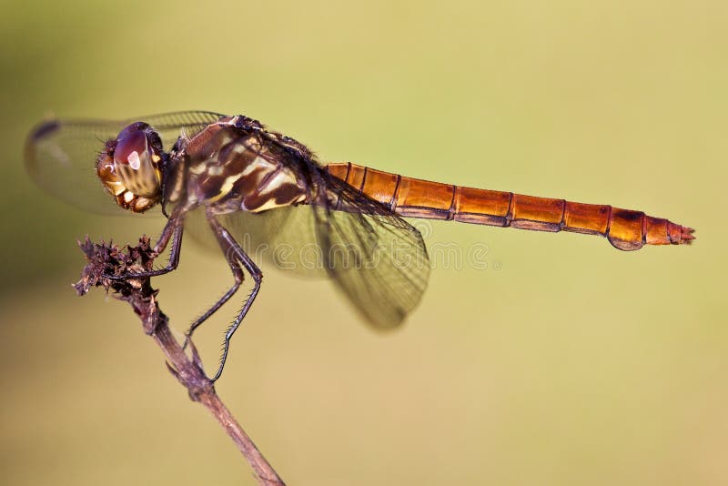 Closeup of a odonata insect isolated background