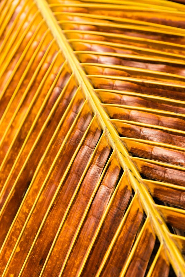 Closeup Old Dry Coconut Leaf Stock Image Image of leaf, tree 43097963