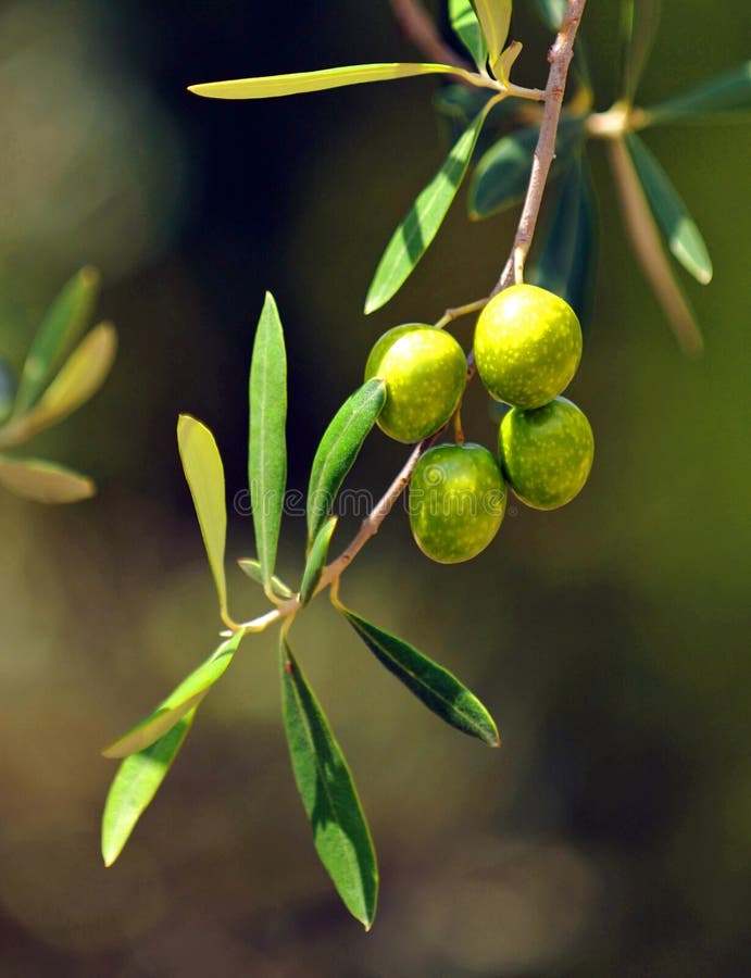 Closeup of olives, olive oil, Andalusia, Spain