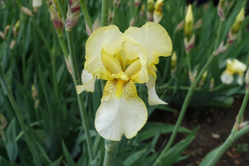 Closeup of One Light Yellow Flower of Iris Germanica Stock Photo