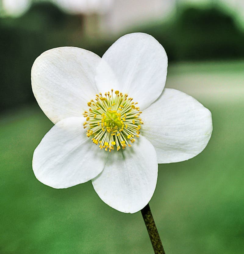 Closeup of one white flower of a Helleborus niger plant.