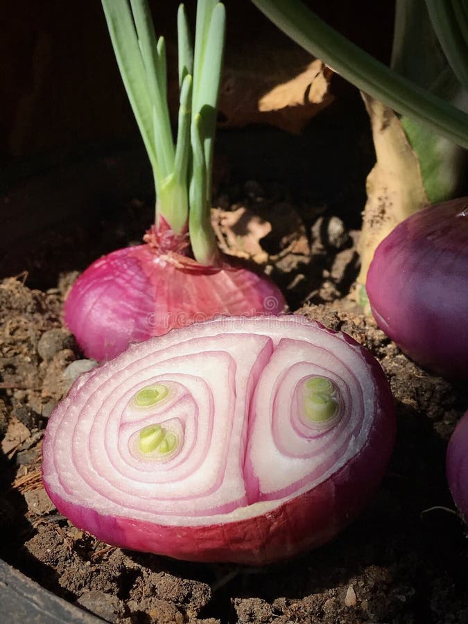 Closeup of Onion Plant Near Pune Stock Image Image of botanic, green