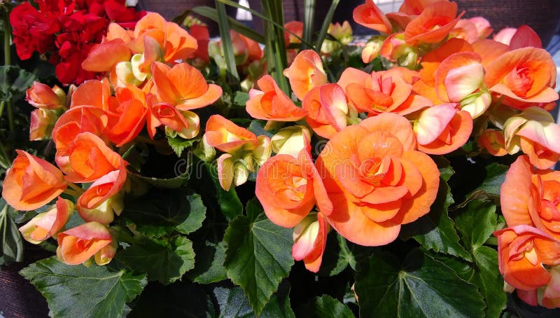 A Closeup of Orange Begonia Flowers Stock Image - Image of gardening ...