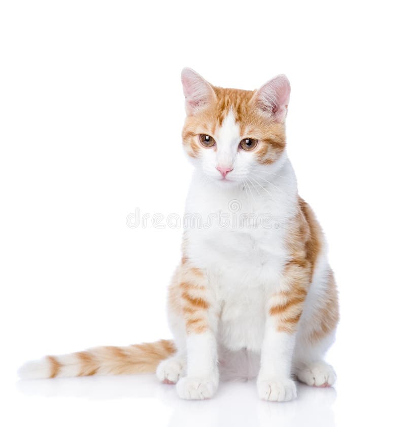 Closeup orange cat looking away. stock images