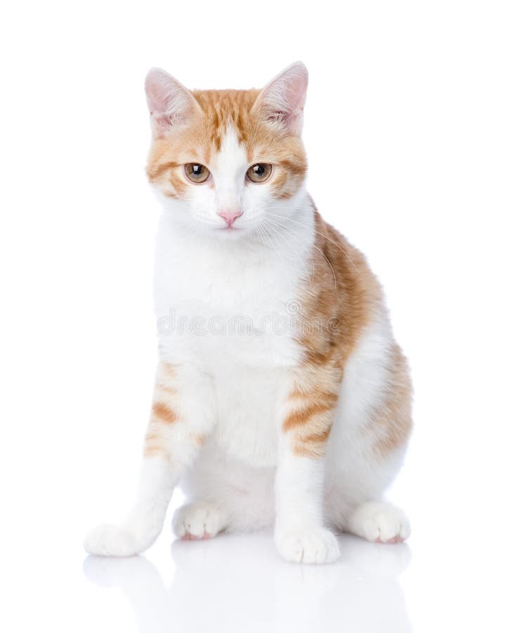 Closeup orange cat looking at camera. royalty free stock photos