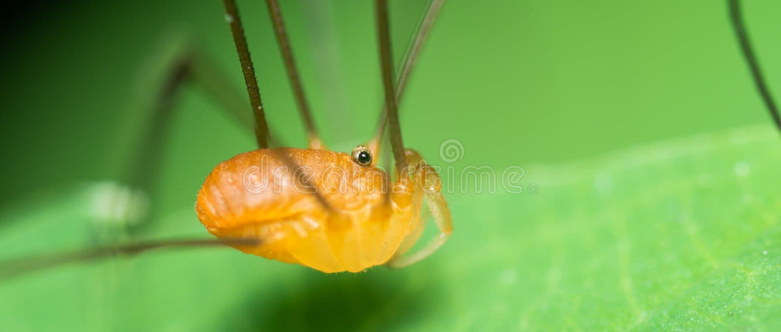 Long legs on spider hi-res stock photography and images - Alamy