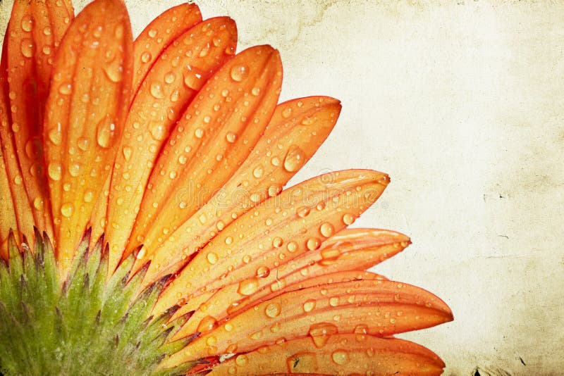 Closeup orange gerbera daisy flower