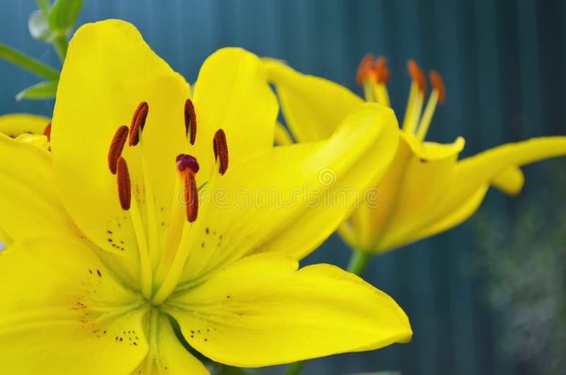 Closeup orange royalty free stock images Closeup orange royalty free stock images