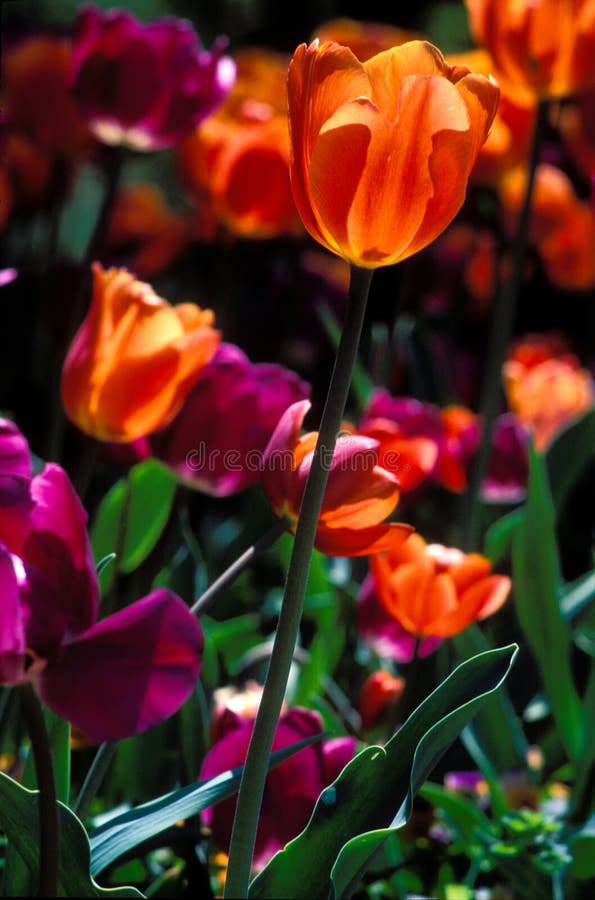 Closeup orange tulip in field of tulips. royalty free stock photo