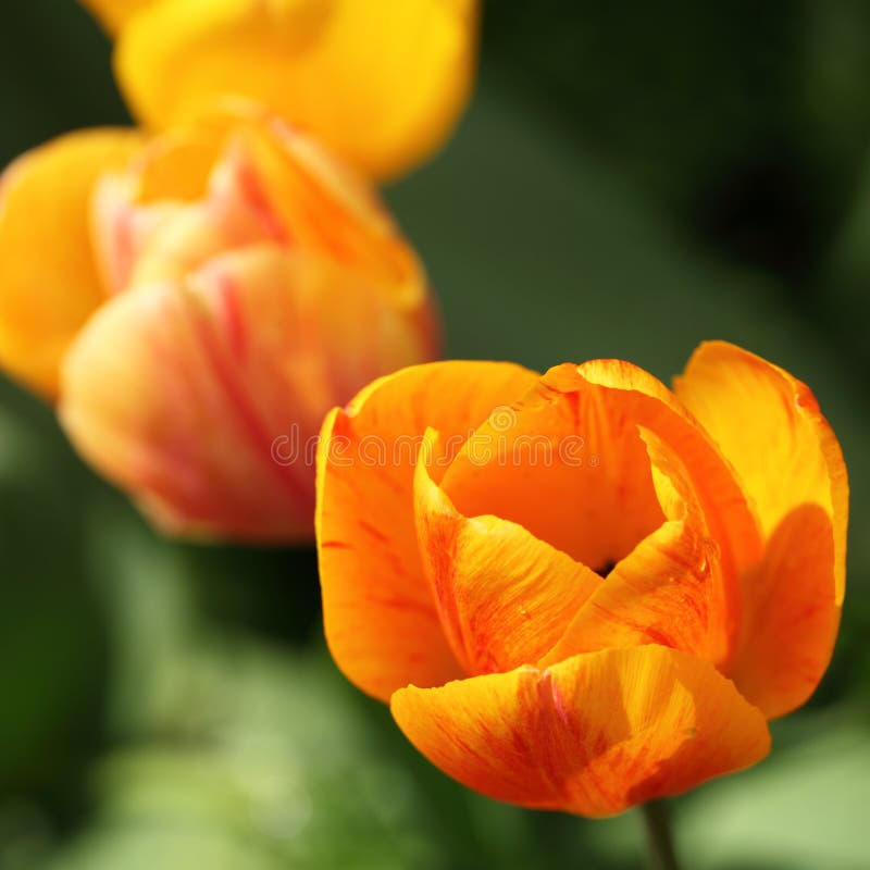 Closeup of orange tulip and rain drop