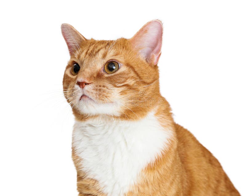 Orange and White Tabby Cat Facing and Looking Forward Stock Image