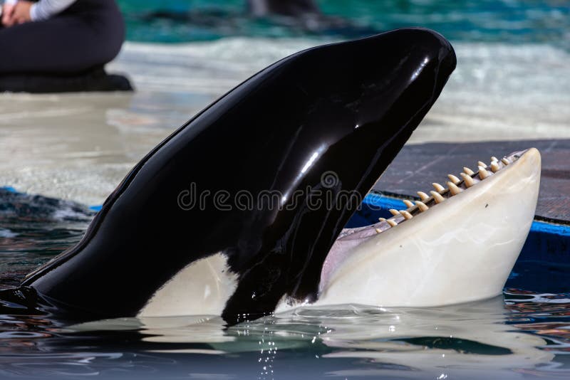 Closeup Of The Orca's Teeth Stock Photo - Image of beautiful