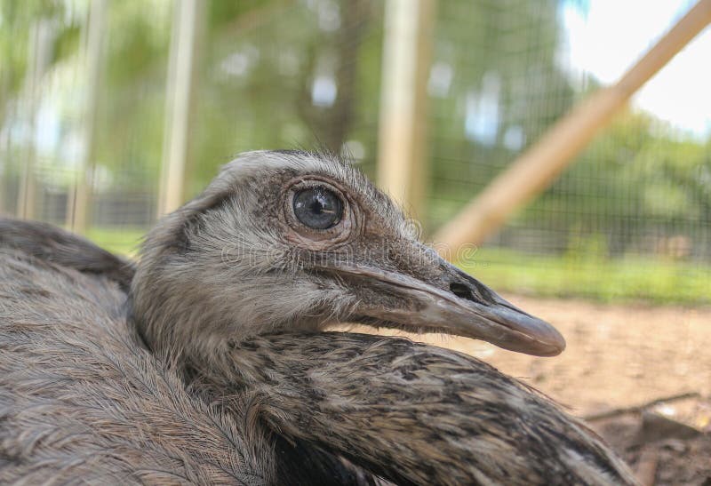 Closeup of the ostrich profile. stock photography