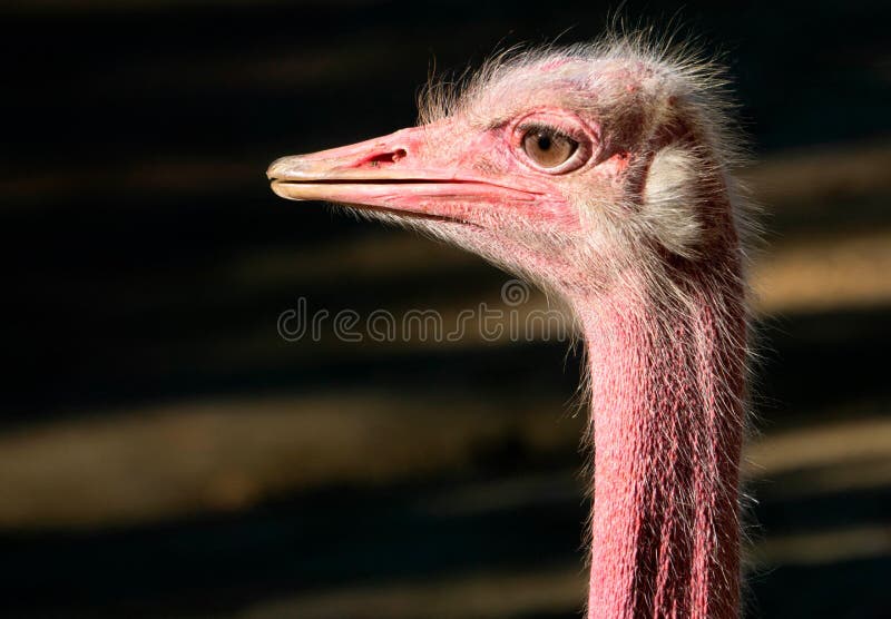 Closeup of ostrich in profile stock image