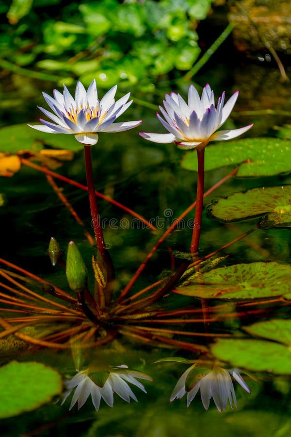 Closeup of a Pair of Tropical White Water Lily Flowers (Nymphaeaceae) with Reflections and Lily Pads.