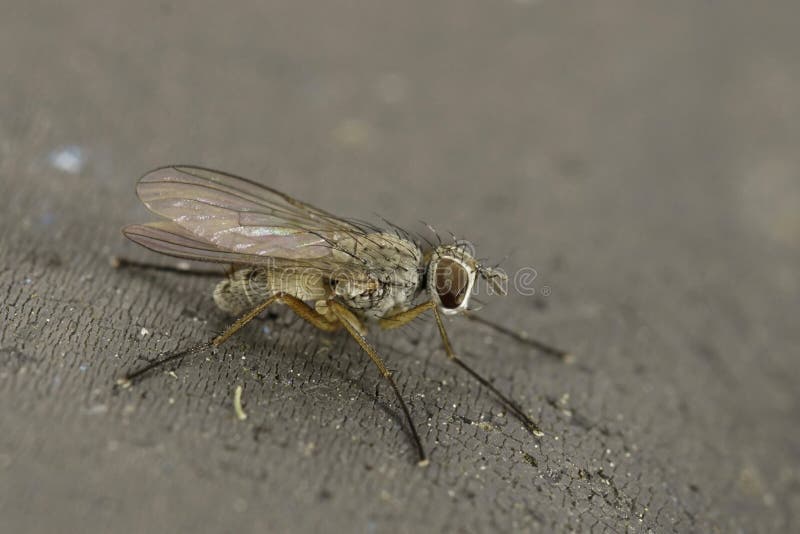 Natural closeup on a pale colored Muscidae Tiger fly, Coenosia testacea sitting on a grey-surface