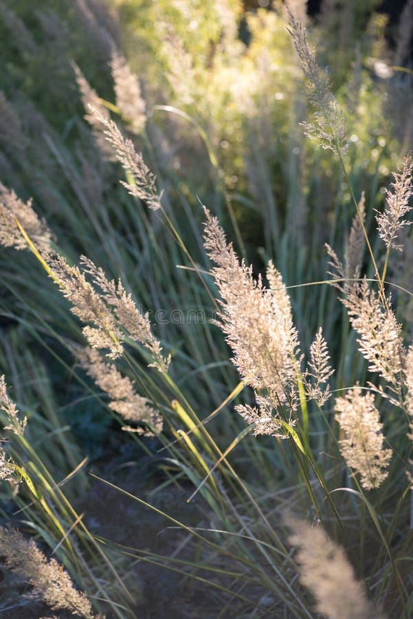 Closeup of Pampas Grass Blowing in Wind Stock Image Image of illinois