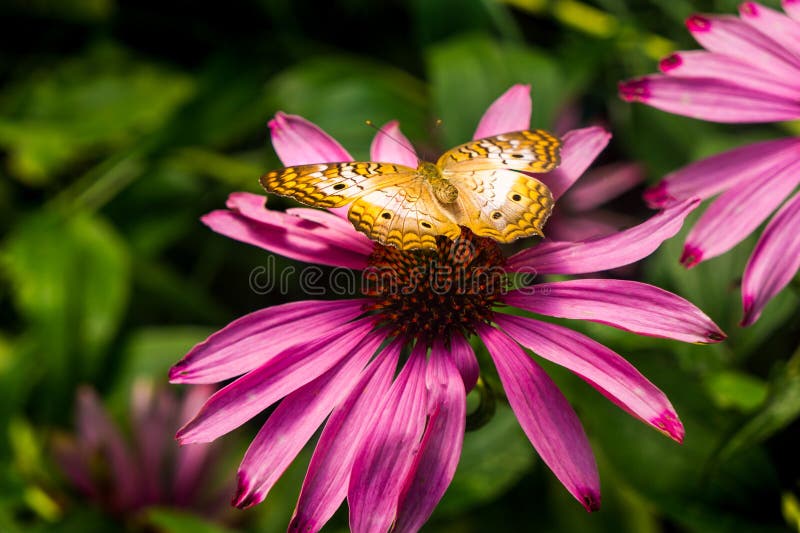 Closeup papillon jaune Grand Bassin Fritillaire illustration libre de droits