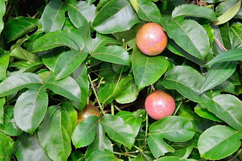 Closeup of Passionfruit Growing in the Wild in Hawaii Stock Image