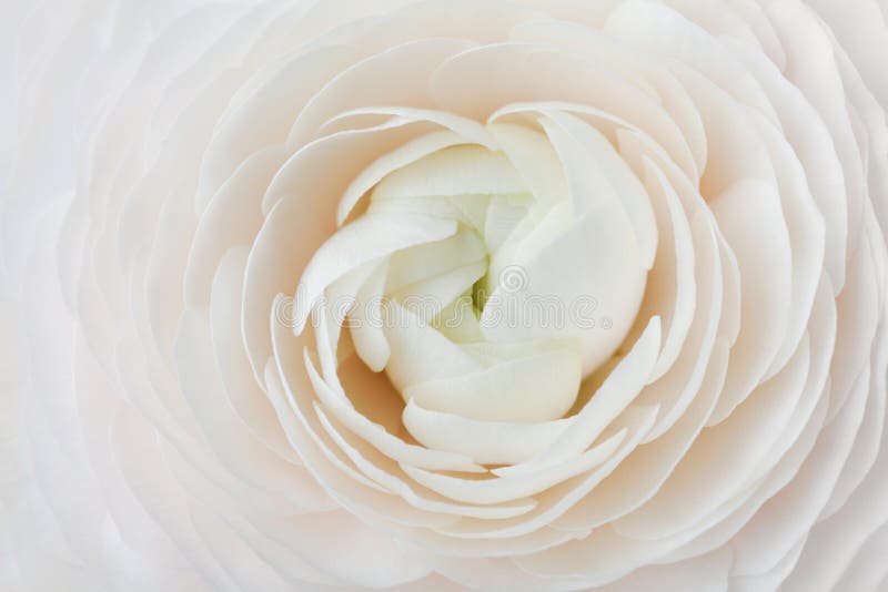 Closeup of peach ranunculus for abstract background, beautiful spring flower, wedding floral pattern, macro