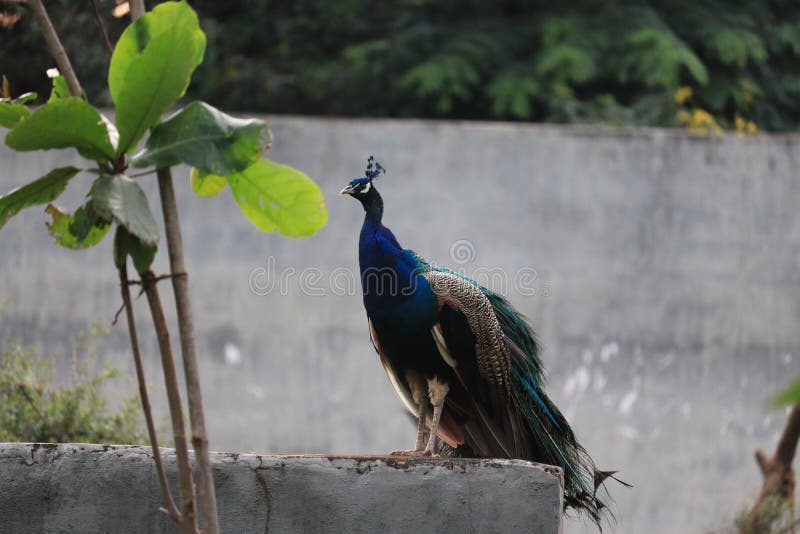Closeup of a Peacock bird stock photography Closeup of a Peacock bird stock photography