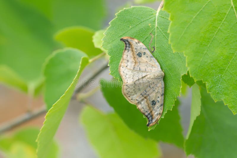 Pebble Hook-tip, Drepana falcataria resting on birch leaf royalty free stock images